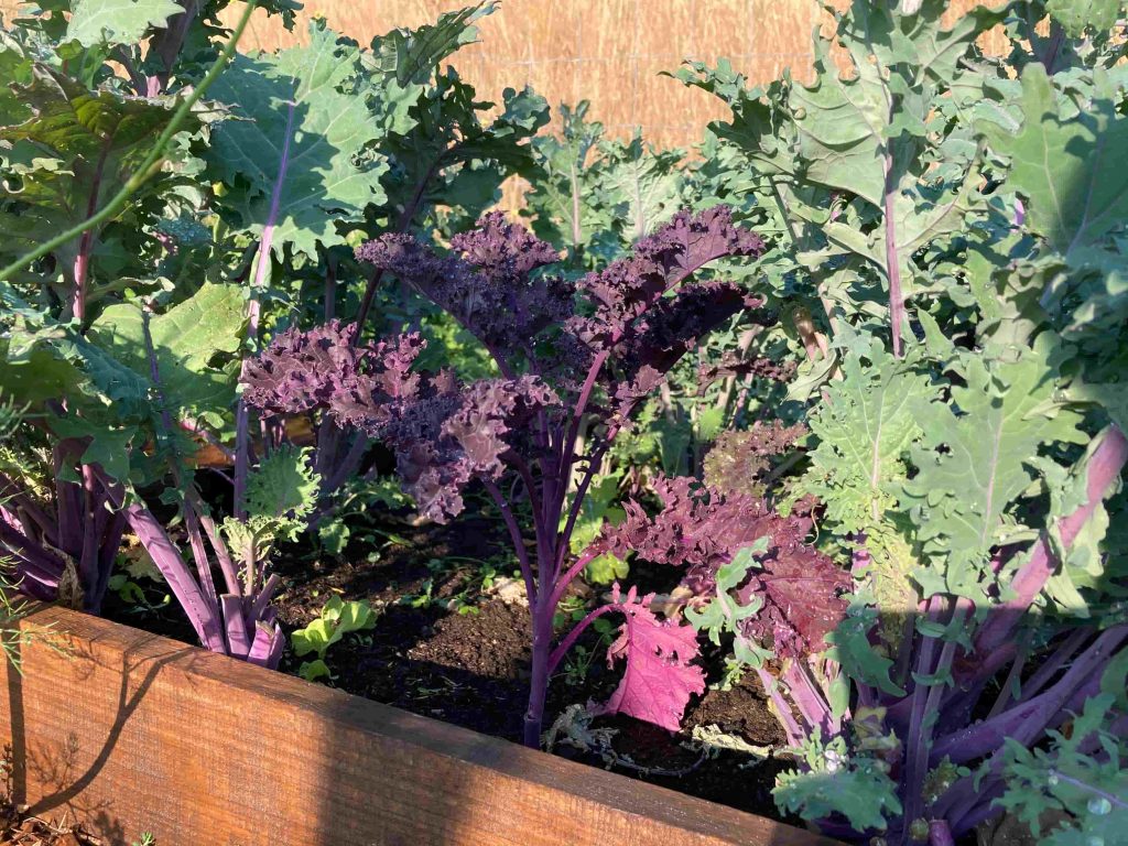Fresh Kale in a Garden